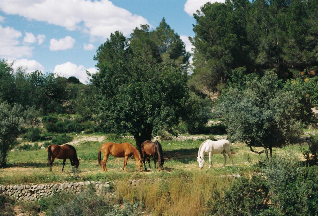 Finca Raco del Pastor