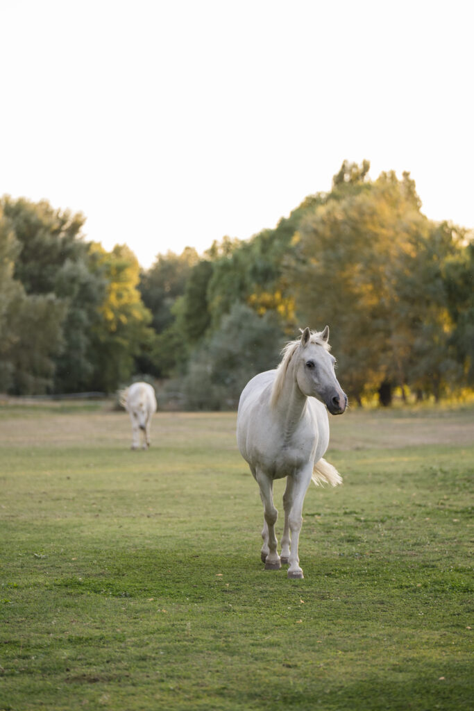 Caballos Antigua Fábrica de Harinas Madrid